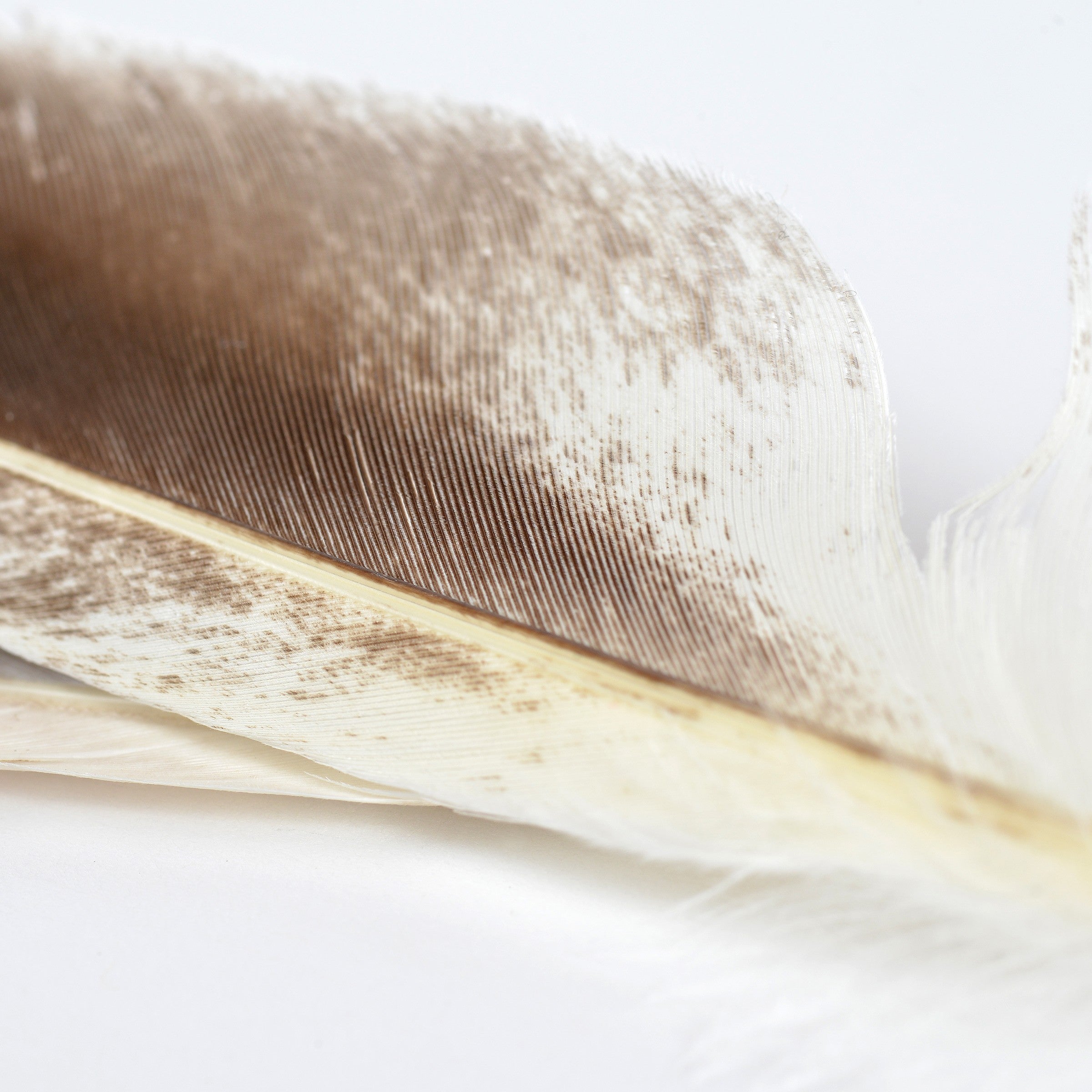 Duck Quills