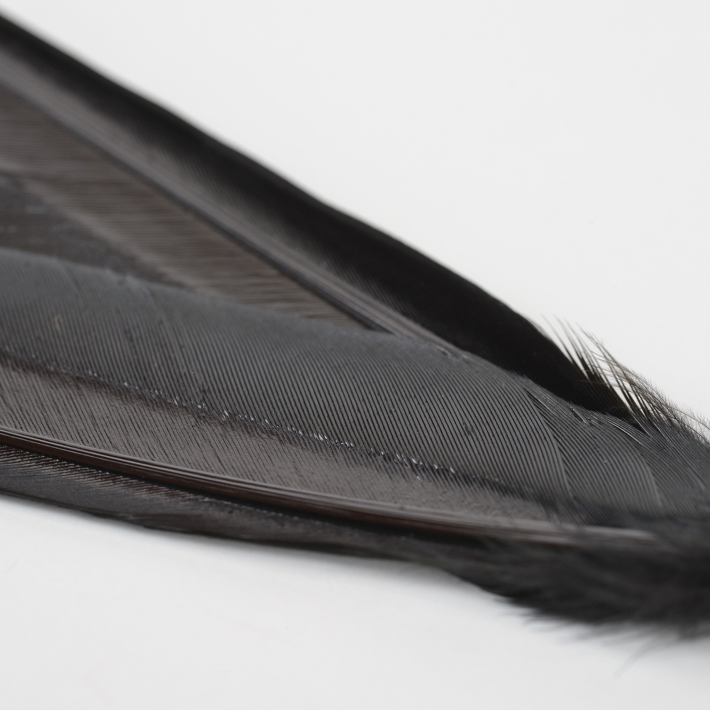 Duck Quills