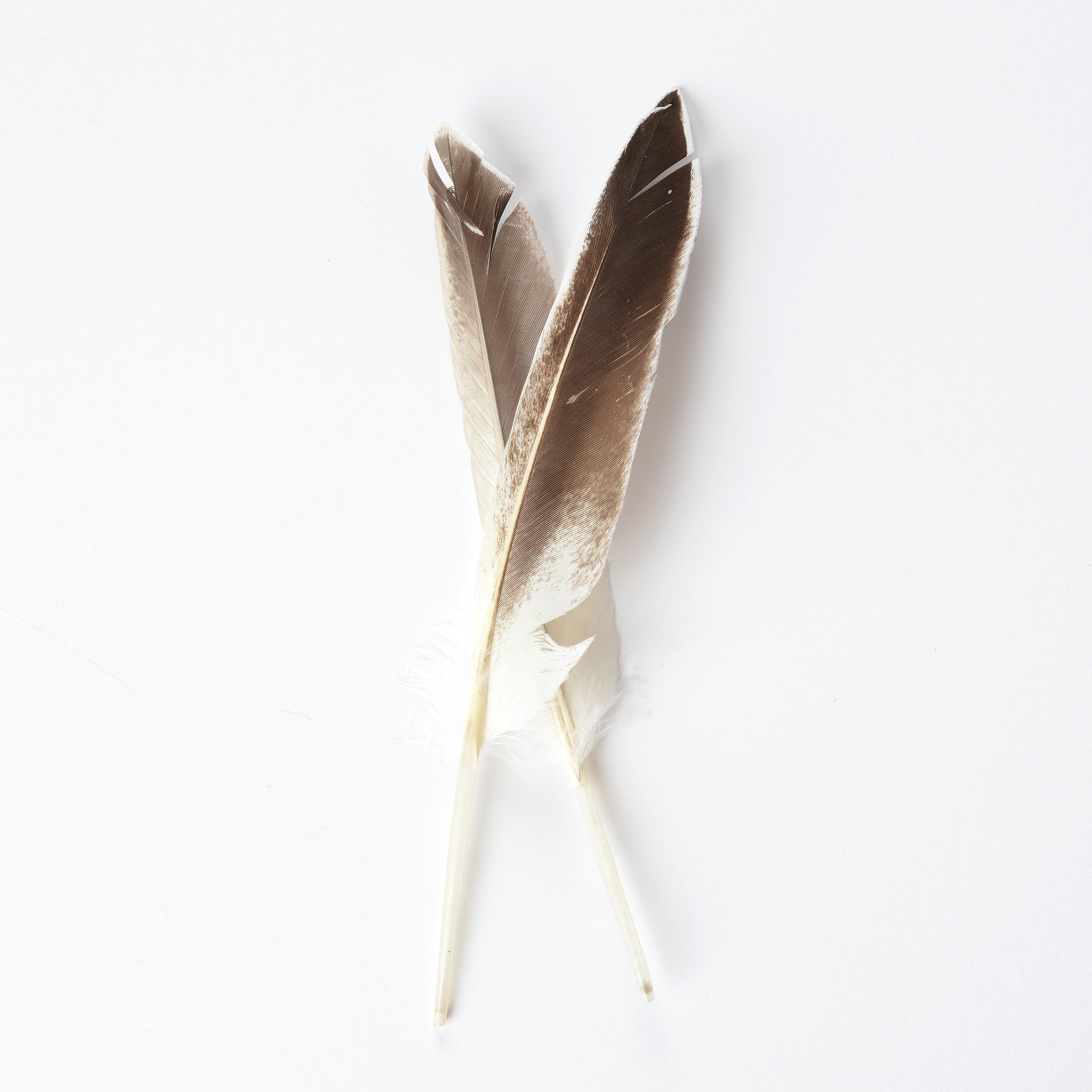 Duck Quills