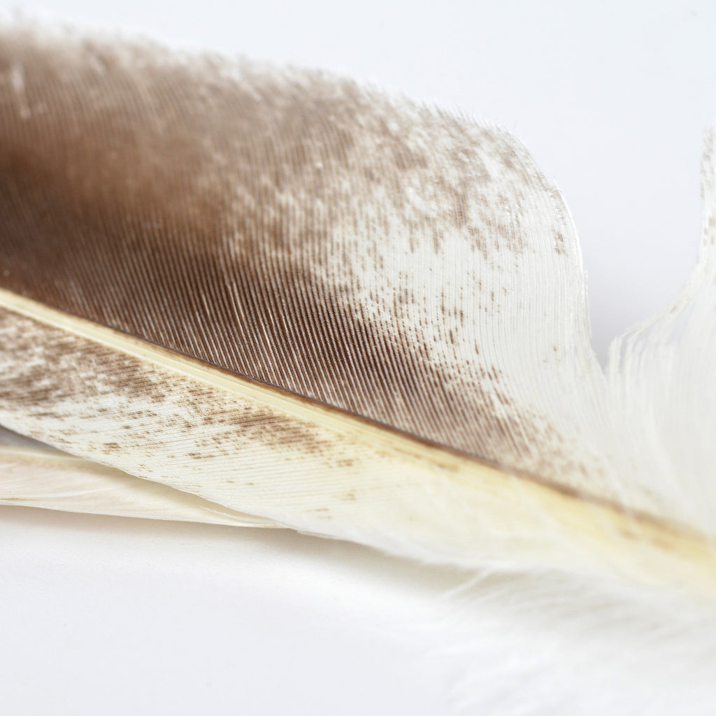 Duck Quills