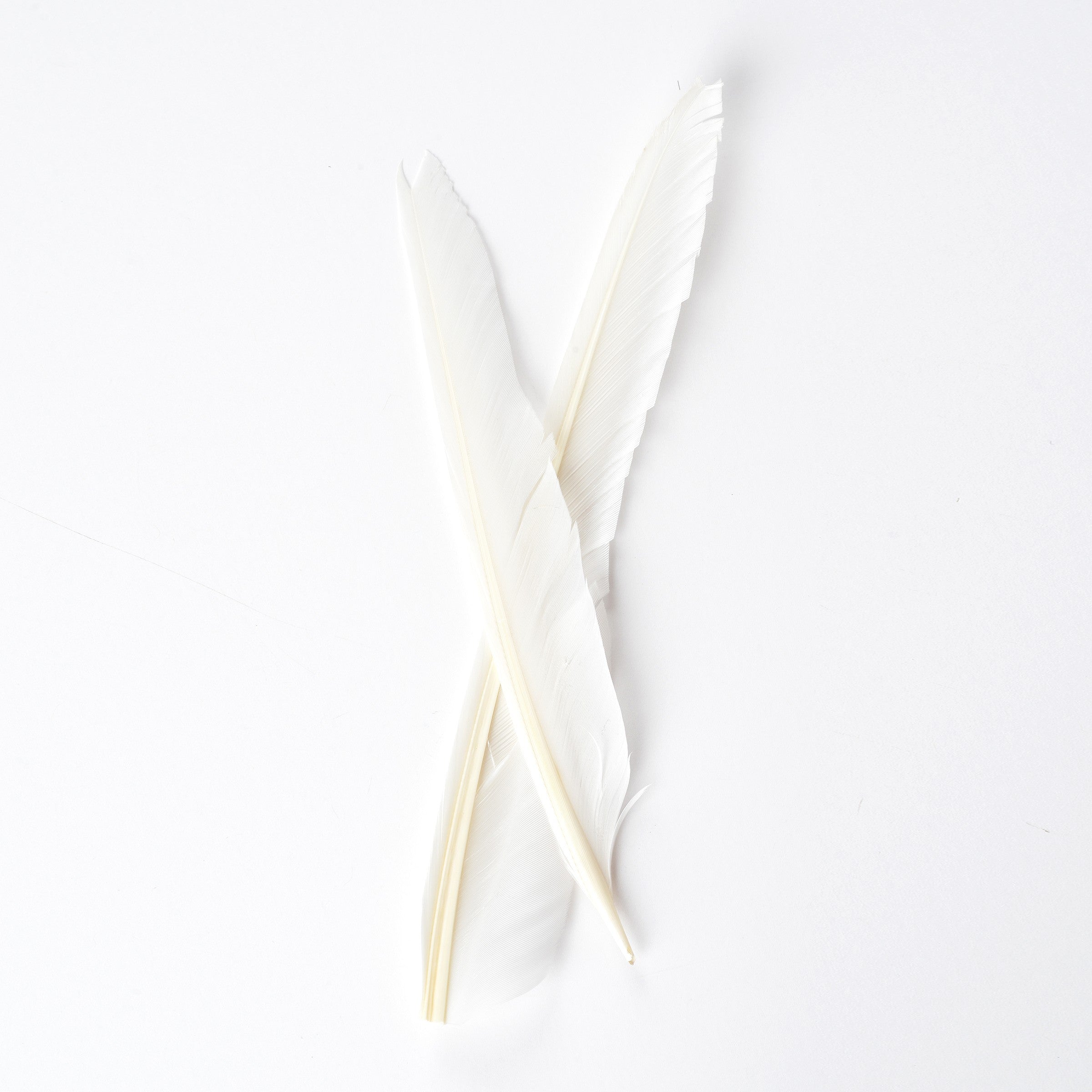 Duck Quills