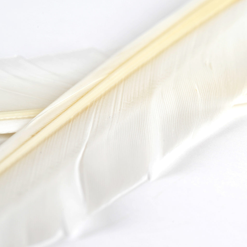 Duck Quills