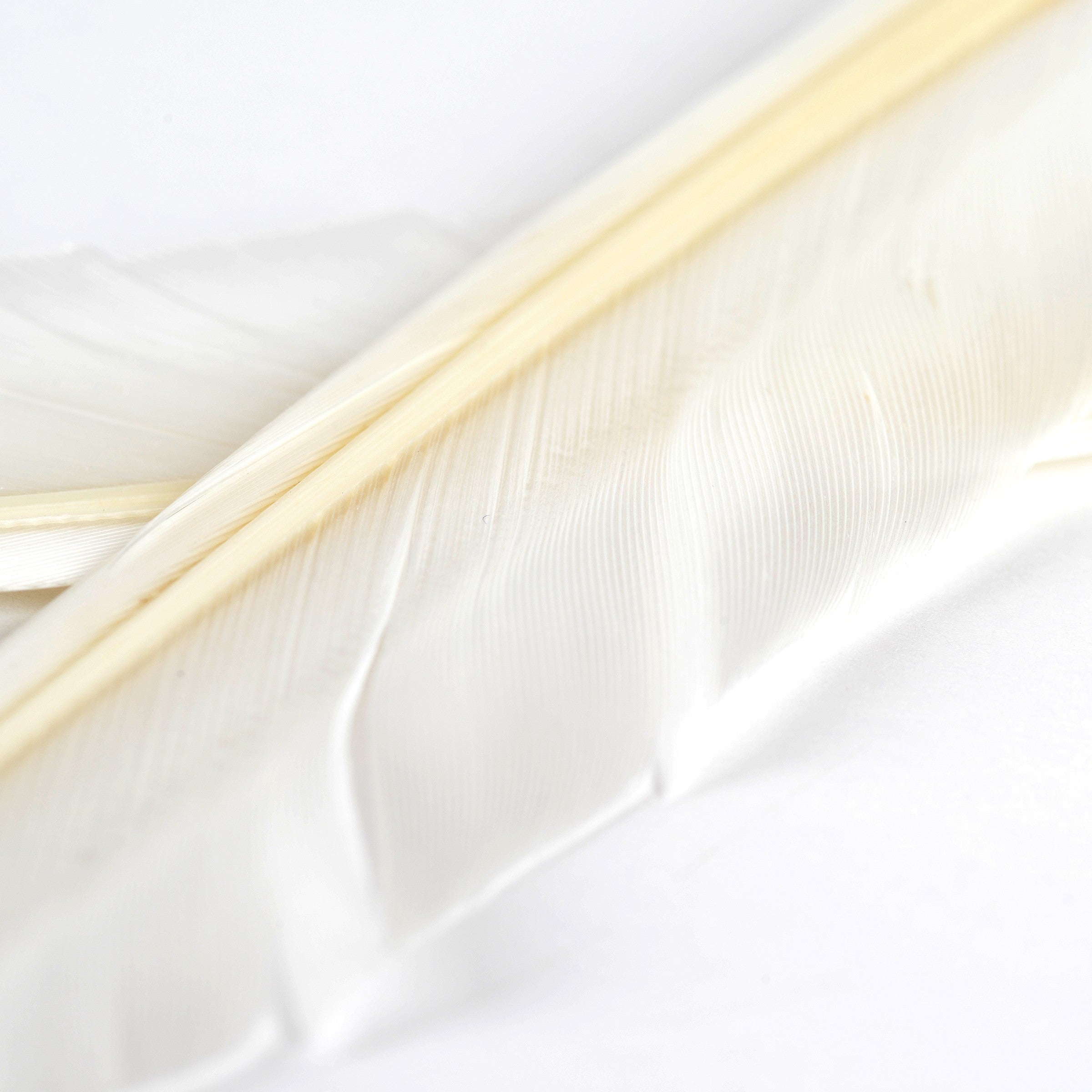Duck Quills